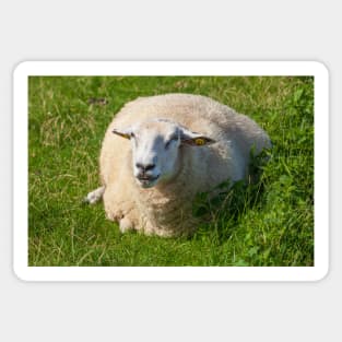 Sheep on a dyke, North Sea resort of Dangast, Varel-Dangast Sticker